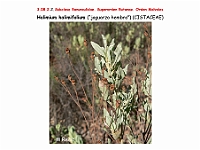AtlasFlora 4 296 Halimium halimifolium