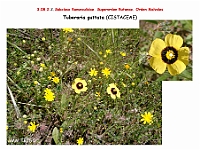 AtlasFlora 4 297 Tuberaria guttata