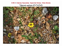 AtlasFlora 4 298 Tuberaria guttata