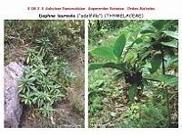 AtlasFlora 4 304-Daphne laureola