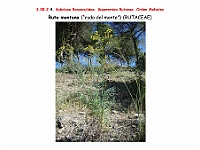AtlasFlora 4 308 Ruta montana