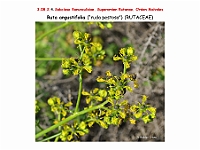 AtlasFlora 4 309 Ruta angustifolia