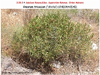 AtlasFlora 4 312-1 Cneorum tricoccon