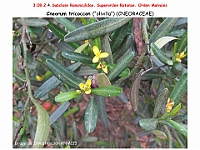 AtlasFlora 4 312-2 Cneorum tricoccon