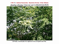 AtlasFlora 4 317 Ailanthus altissima