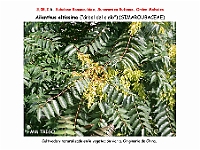 AtlasFlora 4 318 Ailanthus altissima