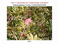 AtlasFlora 4 322 Pistacia lentiscus agalla