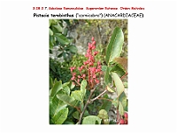AtlasFlora 4 324 Pistacia terebinthus