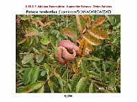 AtlasFlora 4 325 Pistacia terebinthus agallas