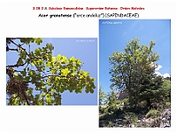 AtlasFlora 4 332 Acer granatense