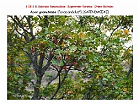 AtlasFlora 4 333 Acer granatense