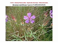 AtlasFlora 4 334 Geranium malviflorum