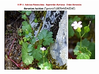 AtlasFlora 4 335 Geranium lucidum