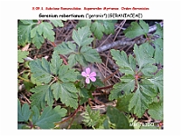 AtlasFlora 4 336 Geranium robertianum