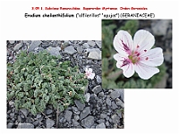 AtlasFlora 4 339 Erodium cheilantifolium