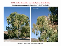 AtlasFlora 4 344 Eucalyptus camaldulensis