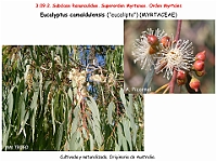 AtlasFlora 4 345 Eucalyptus camaldulensis