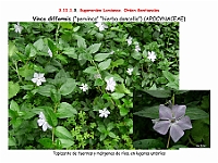 AtlasFlora 5 037 Vinca difformis