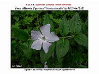 AtlasFlora 5 038 Vinca difformis-2