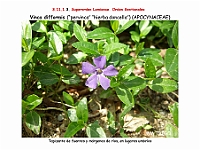 AtlasFlora 5 039 Vinca difformis-3