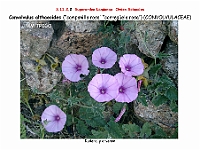 AtlasFlora 5 067 Convolvulus althaeoides