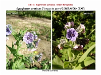 AtlasFlora 5 079 Cynoglossum creticum