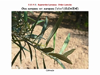 AtlasFlora 5 088 Olea europaea europaea 3