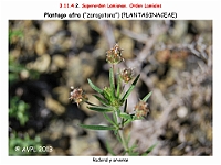 AtlasFlora 5 100 Plantago afra