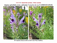 AtlasFlora 5 114 Linaria verticillata anticaria 2