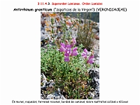 AtlasFlora 5 124-2 Antirrhinum graniticum