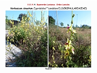 AtlasFlora 5 133 Verbascum sinuatum