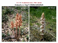 AtlasFlora 5 136 Orobanche