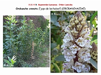 AtlasFlora 5 137 Orobanche crenata