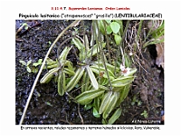 AtlasFlora 5 140 Pinguicula lusitanica