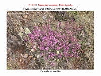 AtlasFlora 5 151 Thymus longiflorus 2