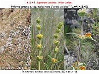 AtlasFlora 5 171 Phlomis crinita malacitana
