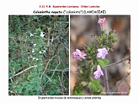 AtlasFlora 5 176 Calamintha nepeta