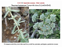 AtlasFlora 5 187 Teucrium lusitanicum