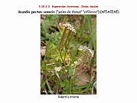 AtlasFlora 5 210 Scandix pecten-veneris