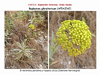 AtlasFlora 5 218 Bupleurum gibraltaricum