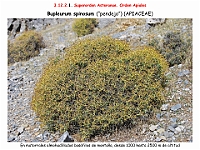 AtlasFlora 5 220-1 Bupleurum spinosum