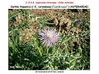 AtlasFlora 5 253-0 Carlina hispanica corimbosa