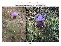 AtlasFlora 5 260 Cynara humilis