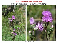AtlasFlora 5 261-2 Cirsium pyrenaicum