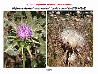 AtlasFlora 5 262 Silybum marianum