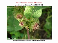 AtlasFlora 5 271 Arctium minus