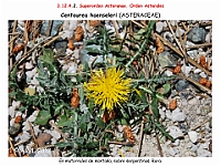 AtlasFlora 5 286-1 Centaurea haenseleri