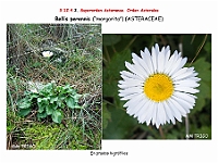 AtlasFlora 5 328 Bellis perennis