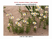 AtlasFlora 5 333-1 Anthemis maritima