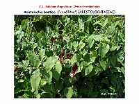 AtllasFlora 2 02 Aristolochia baetica 1